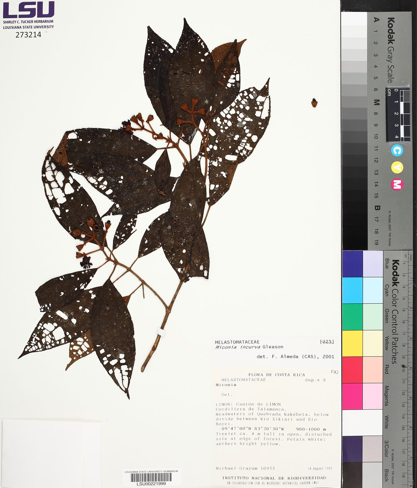 Miconia incurva image