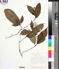 Miconia tonduzii image