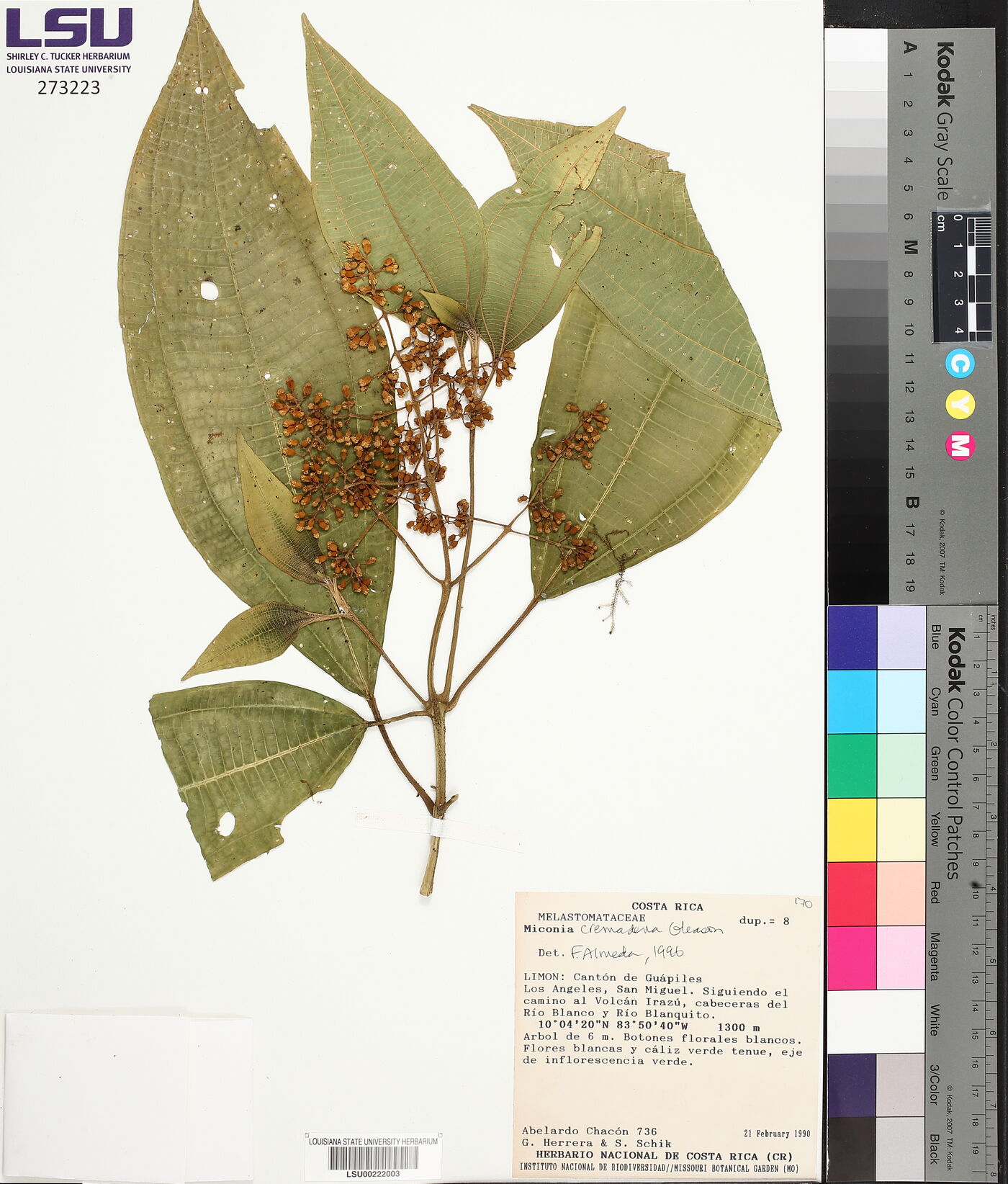 Miconia cremadena image