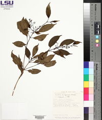Miconia chiriquiensis image