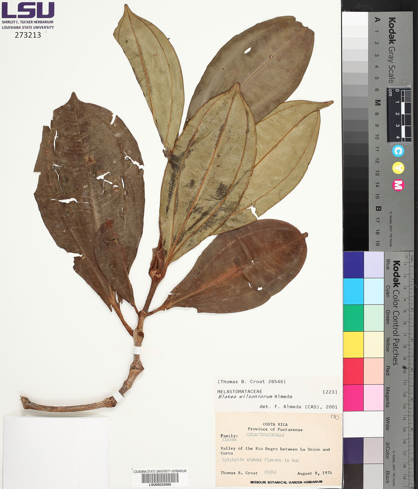 Blakea wilsoniorum image