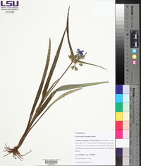 Tradescantia hirsutiflora image