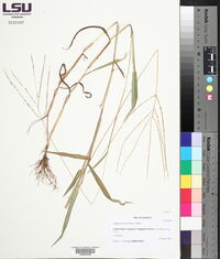 Digitaria ciliaris image