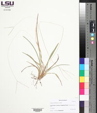 Digitaria filiformis image