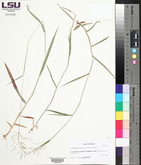 Dichanthelium scoparium image