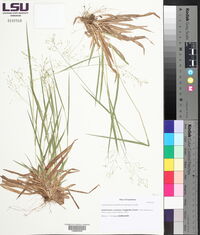 Dichanthelium laxiflorum image