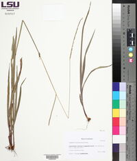 Paspalum monostachyum image