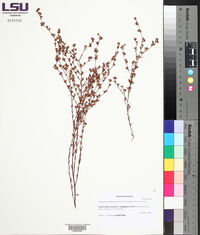 Hypericum drummondii image
