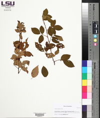 Rubus argutus image