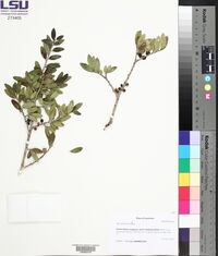 Ilex vomitoria image