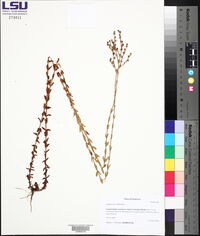 Hypericum setosum image