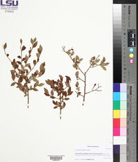 Vaccinium elliottii image