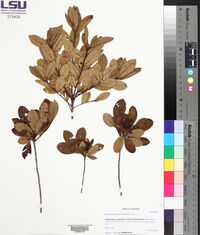 Rhododendron canadense image