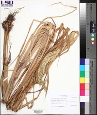 Echinochloa walteri image