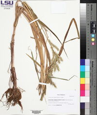 Echinochloa walteri image
