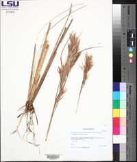 Andropogon glomeratus (Walter) Britton, Sterns & Poggenb. var. glomeratus image