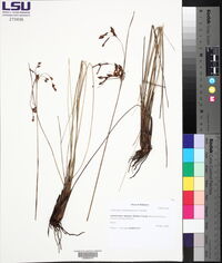Fimbristylis caroliniana image