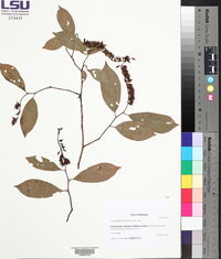 Leucothoe racemosa image