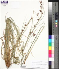 Rhynchospora fascicularis image
