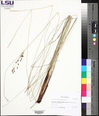 Fimbristylis castanea image