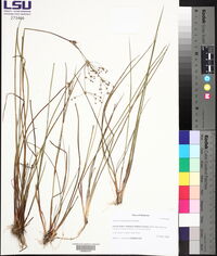 Juncus brachycarpus image