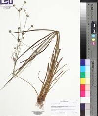 Juncus validus image