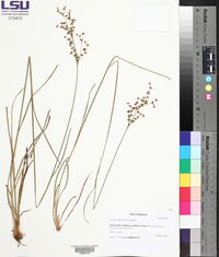 Juncus trigonocarpus image
