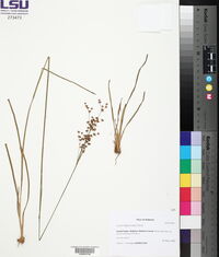 Juncus trigonocarpus image