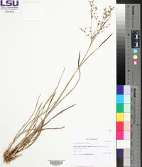 Juncus trigonocarpus image