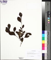 Malus angustifolia image