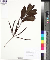 Cyrilla racemiflora image