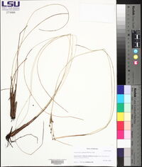 Fimbristylis castanea image