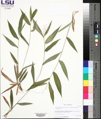 Dichanthelium commutatum var. commutatum image