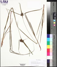Carex elliottii image