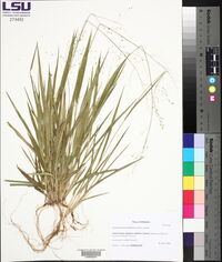 Dichanthelium laxiflorum image