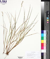 Fuirena breviseta image