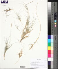Sporobolus virginicus image