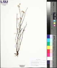 Symphyotrichum tenuifolium image