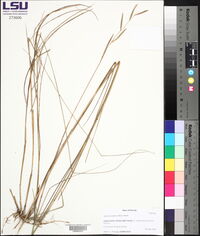 Spartina patens image
