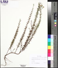 Conradina canescens image