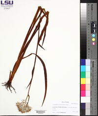 Lachnanthes caroliniana image