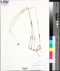 Fuirena scirpoidea image