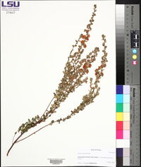 Kalmia hirsuta image