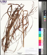 Schizachyrium maritimum image