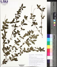 Ligustrum sinense image