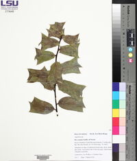 Ilex cornuta image