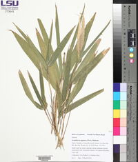 Arundinaria gigantea image