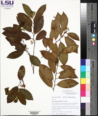 Ligustrum lucidum image