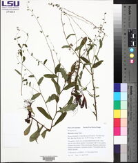 Myosotis verna image