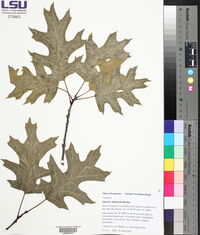 Quercus shumardii image